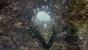 crystal lizards creature enemies secrets dark souls 2 wiki guide 300px min